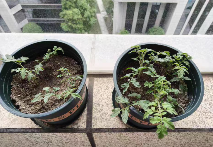 ​ 番茄结果的时候为什么容易死？为什么番茄结果后会死苗呢？