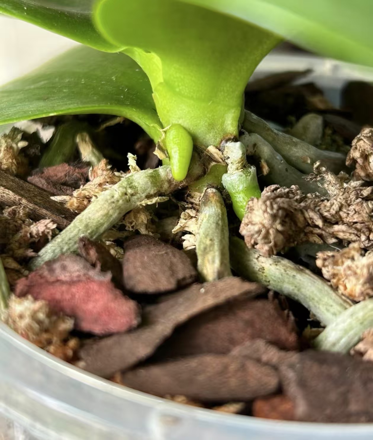 换盆时植物应激的表现有什么症状？蝴蝶兰换盆要注意什么事项？