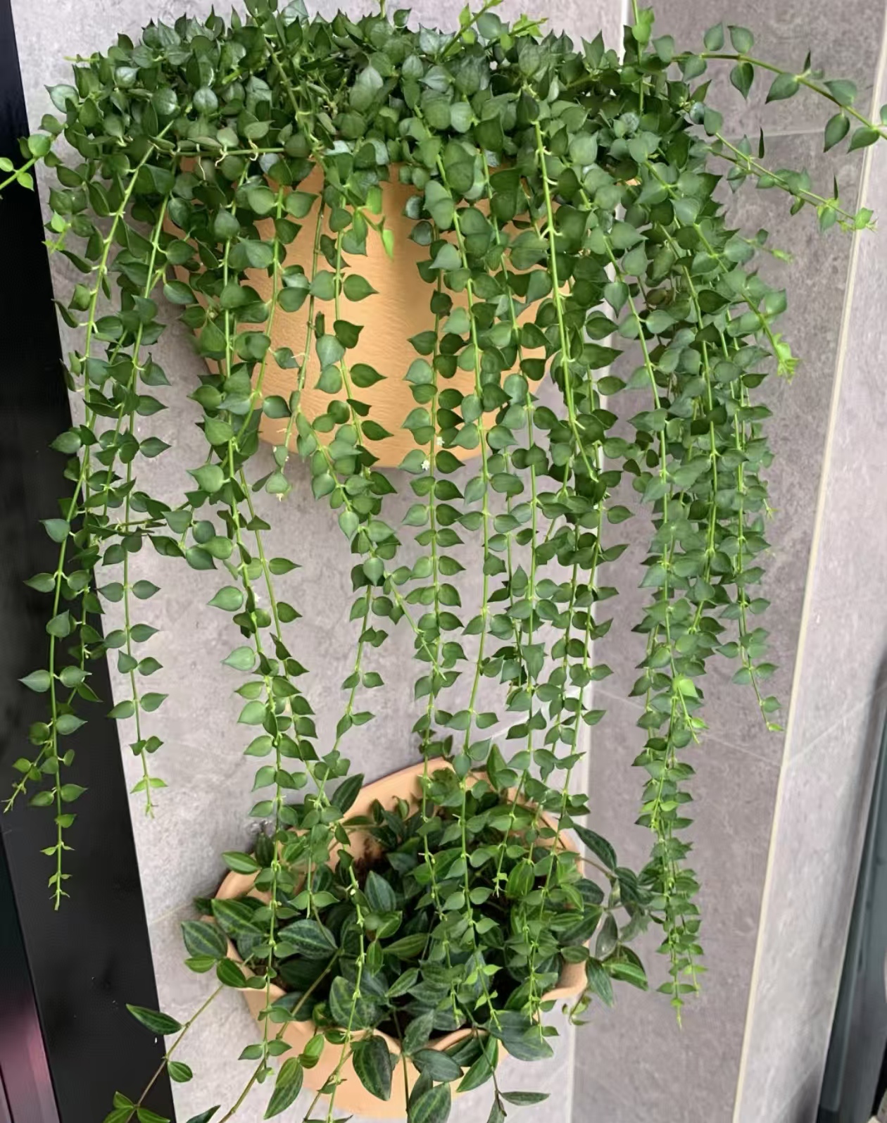 下垂的多肉花有哪些品种？垂吊多肉怎么养护和浇水呢？