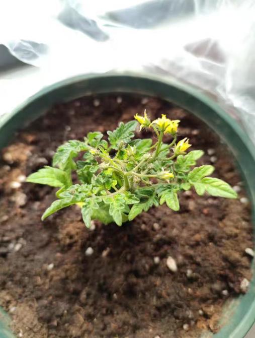 番茄苗剪成光杆了还能活吗？番茄苗剪成光杆了怎么办呢？