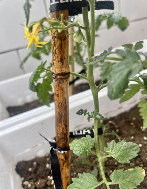 ​ 番茄苗是一年生还是多年生？番茄苗每年都要重新种吗？