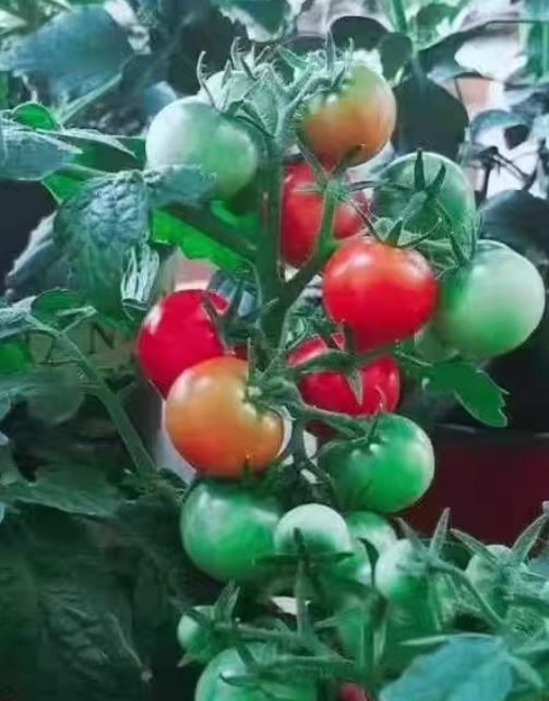 番茄果实大小不一是什么原因？营养失衡导致番茄果实大小不一样怎么办？