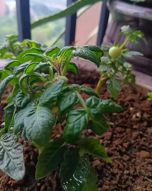 番茄叶背面病斑上长出灰褐色的东西是什么？番茄叶霉病用什么药最好呢？