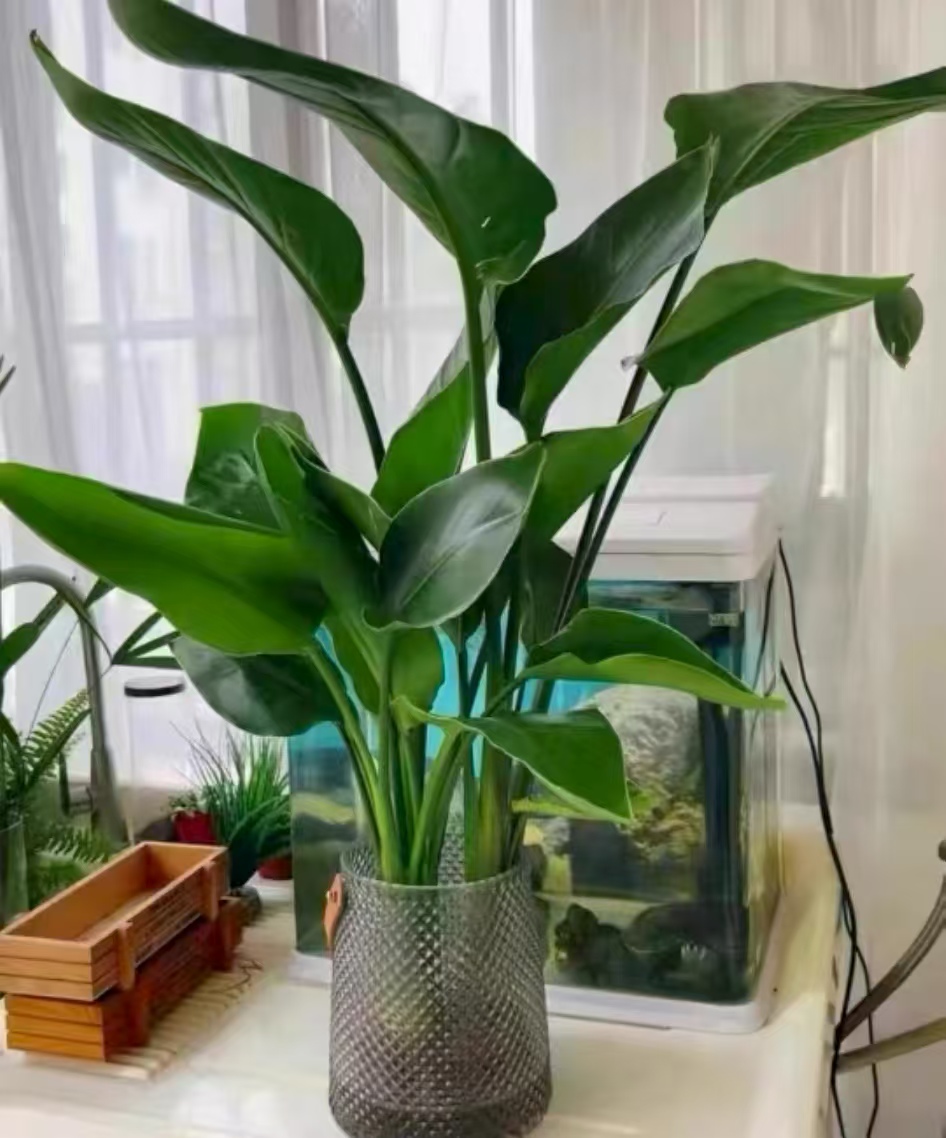 2025年最流行的客厅花卉植物有哪些？客厅什么大型植物好养活？