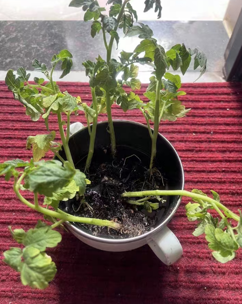 番茄盘栽夏天高温可以移栽吗？盆栽番茄什么时候可以移盆？