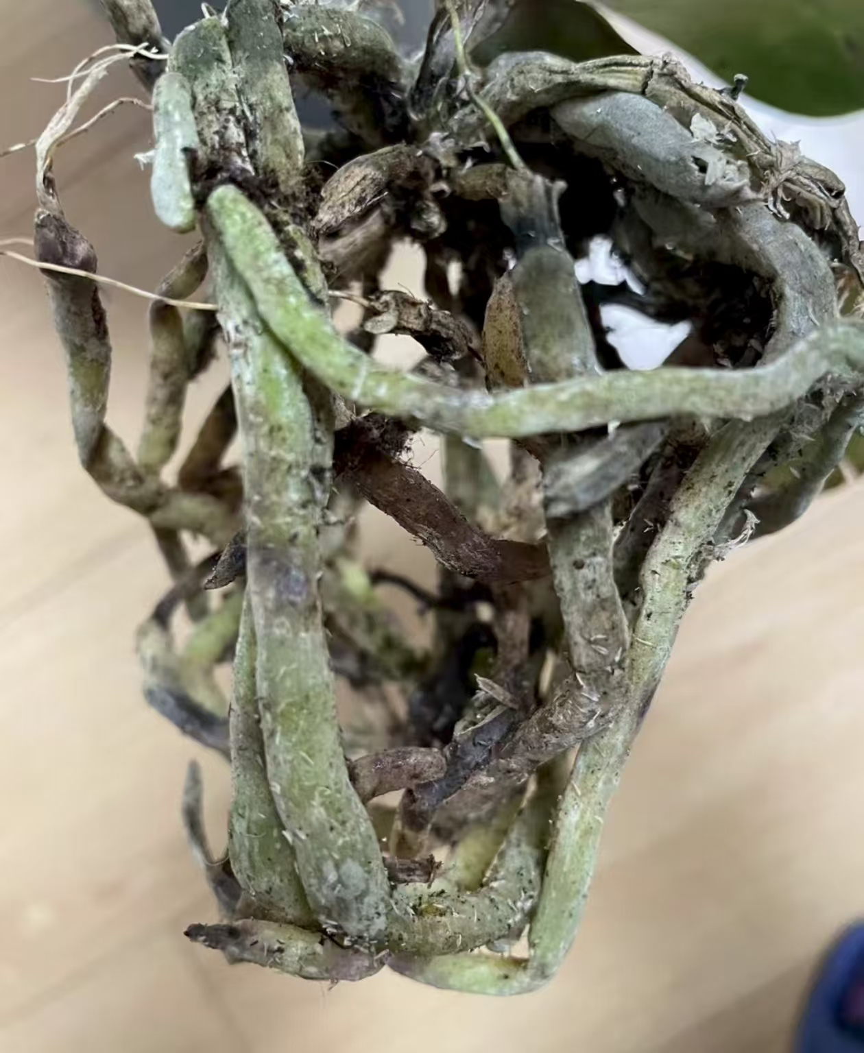 蝴蝶兰疫病症状有哪些表现呢？蝴蝶兰疫病用什么药最好使？