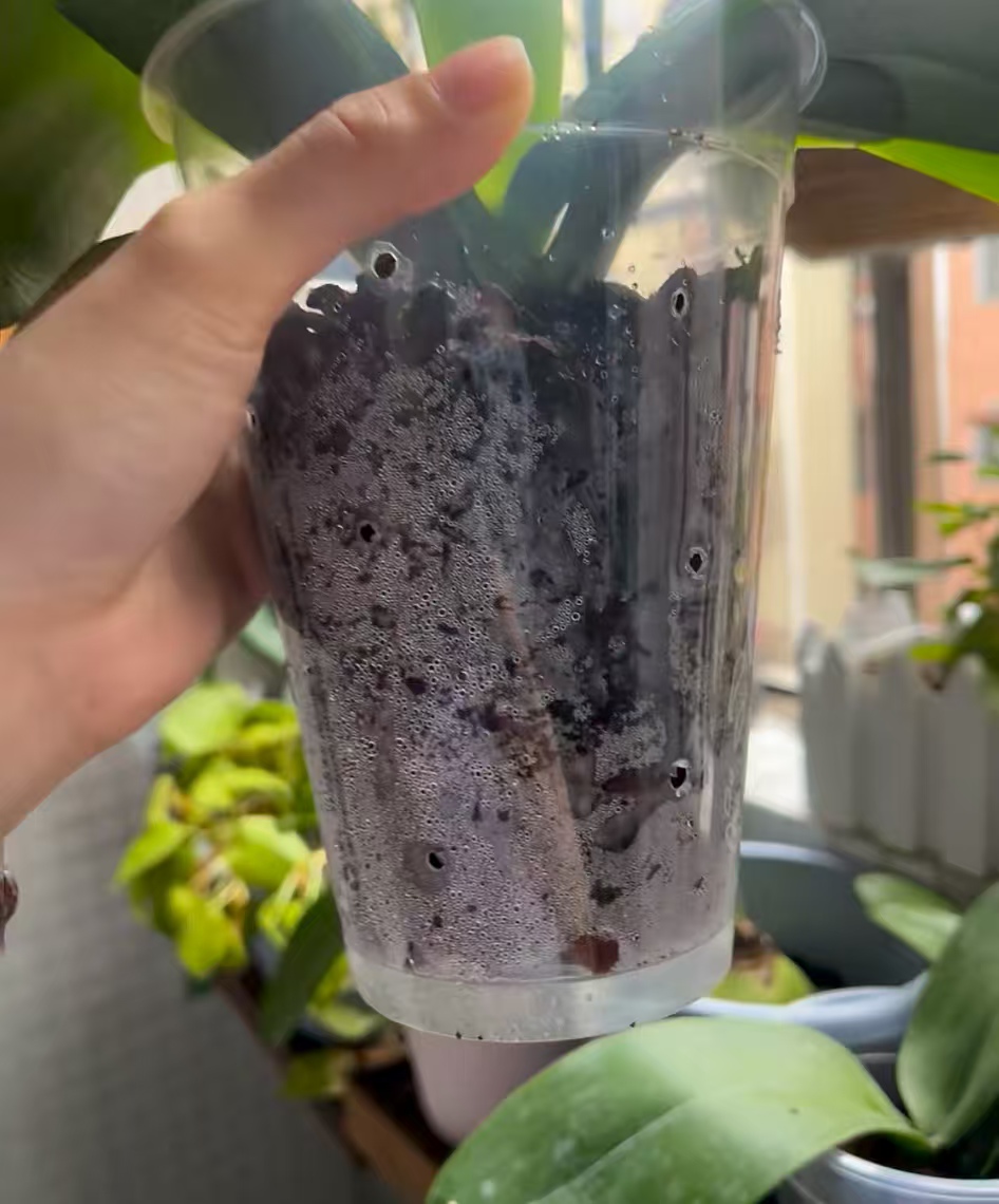 蝴蝶兰不会浇水怎么办呀？蝴蝶兰淋水注意哪些事项呢？
