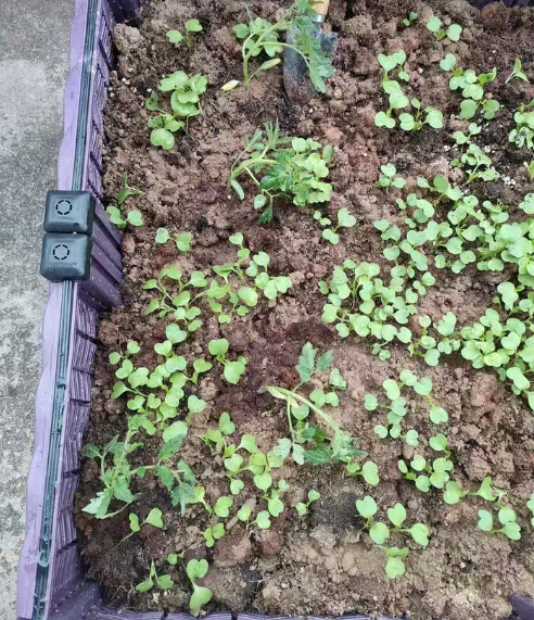 番茄种子晒太干了还能发芽吗？番茄种子晒太干了怎么办？