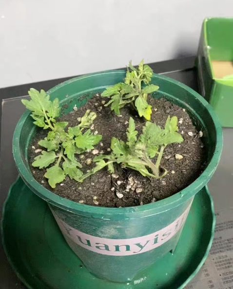 番茄盘栽有臭味怎么回事？番茄盘栽有臭味怎么处理干净？