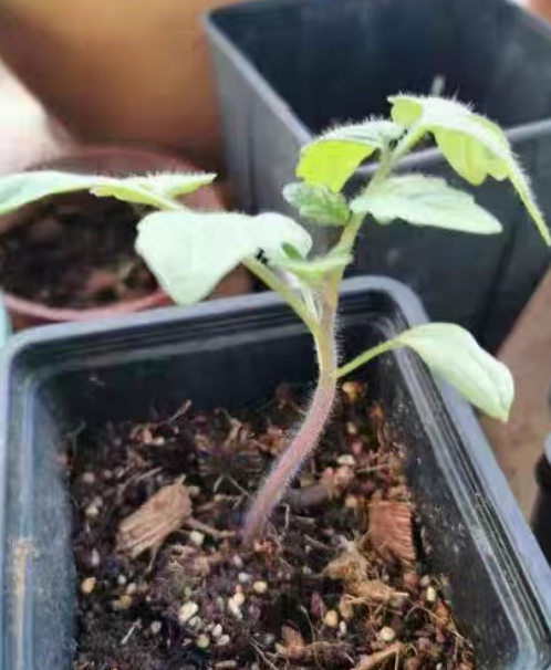 番茄要修剪枝叶吗怎么剪枝呢？番茄修剪要看天气吗为什么？
