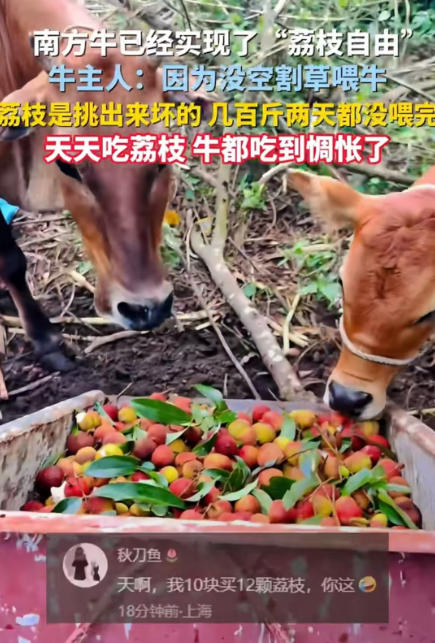 南方牛实现荔枝自由！网友：你这牛吃的明白吗，起开让我吃！