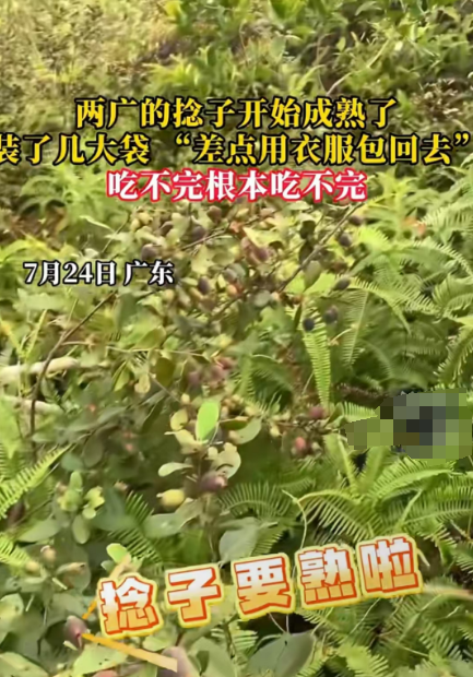 两广的捻子开始成熟了！网友：吃不完根本吃不完！
